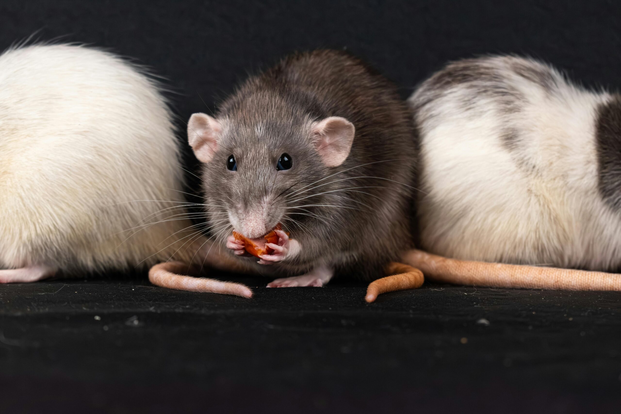 Parece que la medicina humana solo funciona en ratas Parece que la medicina humana solo funciona en ratas